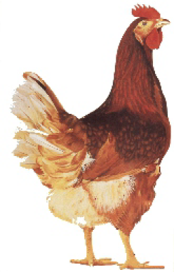 Udo Katenhusen Logo